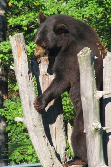 Black Bear